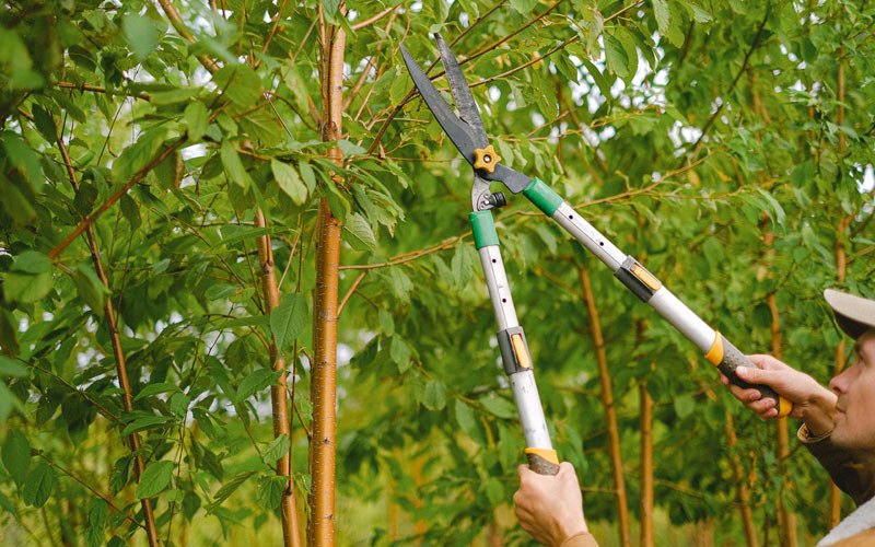 Tree trimming in Helendale, CA